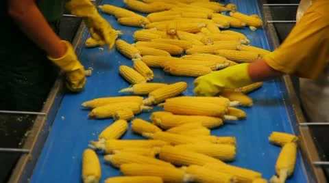 Production of canned corn Видео 10917168