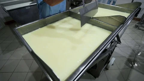 Production of Cheese with Mold . Kneaded Curd. Stock Footage 71501809
