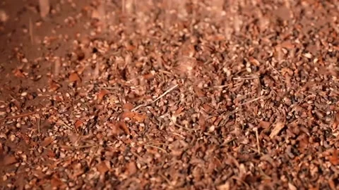 Production of cone seeds. Deprotection of cone seeds Stock Footage 177950995