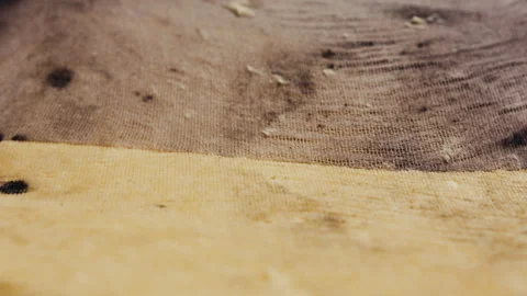 Production of craft cheese. Video stock 244735539