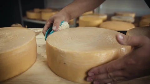 Production of craft cheese Video stock 244735672