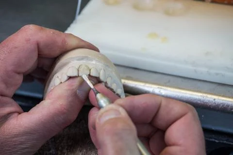 Production dentures Stock Photos