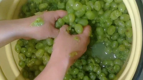 Production of dry white wine from white grapes. Manual grape crush Stock Footage 114737436