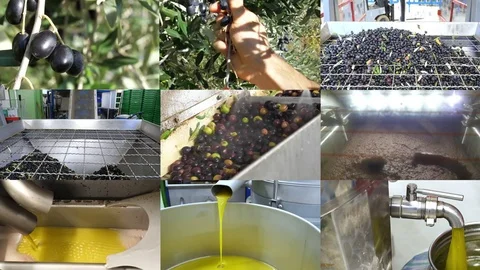 Production of Extra Virgin olive oil, collage. Video stock 83549309