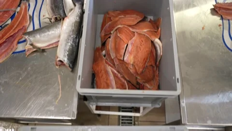 Production fish workshop, process of filleting red fish, steel, cutting table Stock Footage 204772967