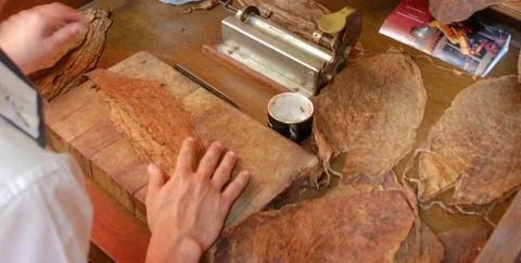 Production of handmade cigars. Foto stock