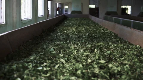 Production of Indian tea Stock Footage 59842388