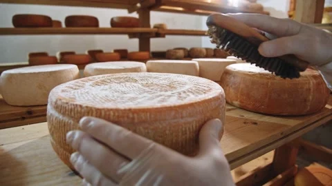 Production line machinery processing freshly fermented cheeses. Worker hands in Stock Footage 135949030