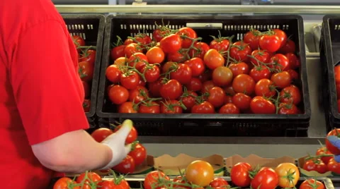 Production line of tomatoes Stock Footage 62451662