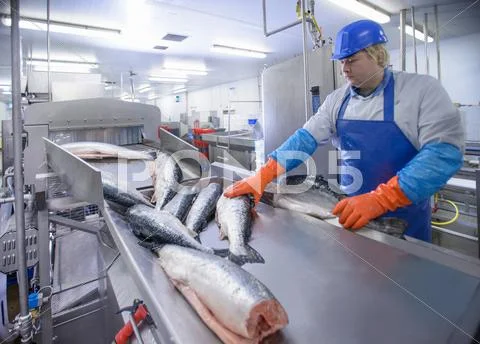 Production Line Worker Filleting Salmon In Food Factory