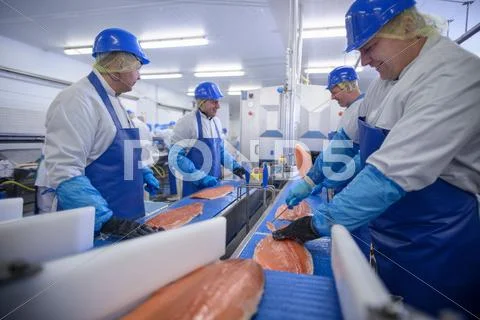 Production Line Of Workers Filleting Salmon In Food Factory