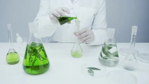 Production of natural cosmetics based on algae and herb. Stock Footage 144014915