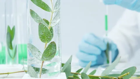 Production of natural cosmetics. Eucalyptus extract. Stock Footage 171239105