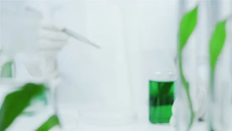 Production of natural cosmetics. Flasks with algae.  Stock Footage 156646075