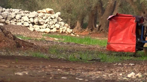 Production Of Olive Oil Video stock 95643196