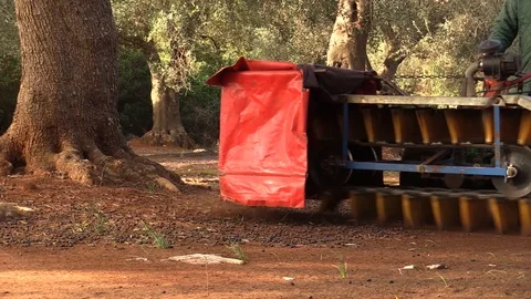 Production Of Olive Oil Stock Footage 95643201