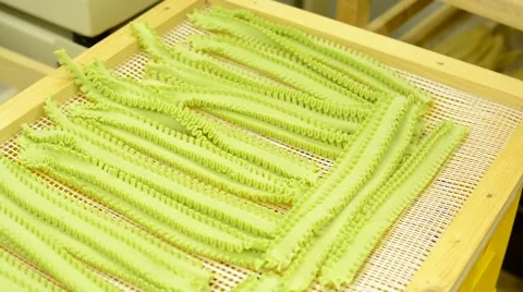 Production of pasta (spaghetti) - worker puts pasta on tray Stock-Footage 48729158