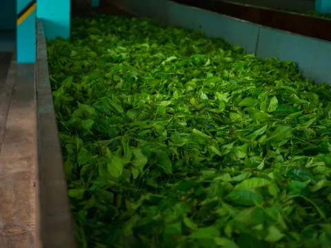 Production of processing tea leaves Stock Photos