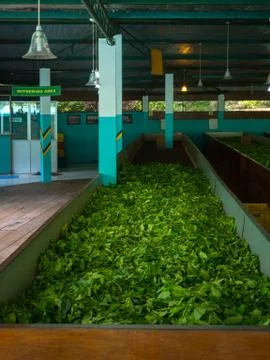 Production of processing tea leaves Foto stock