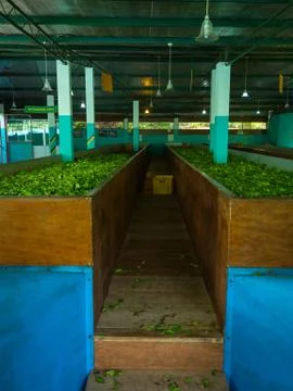 Production of processing tea leaves. Photos