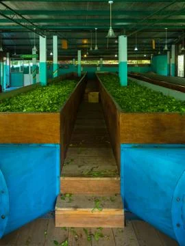 Production of processing tea leaves. Stock Photos