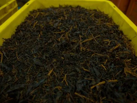 Production of processing tea leaves. 库存照片