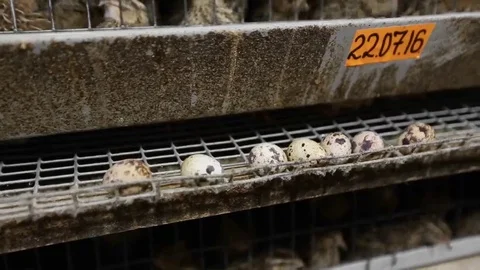 Production of quail eggs Stock Footage 69236542
