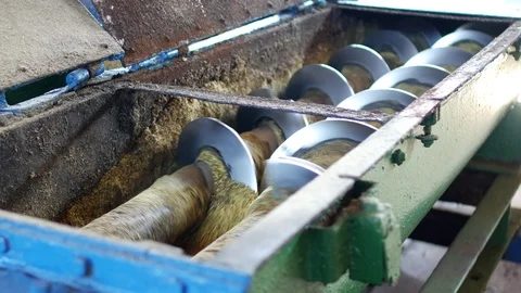 Production of rapeseed oil, processing of oilseed rapeseed, supply of rapeseed Vidéo 95947153