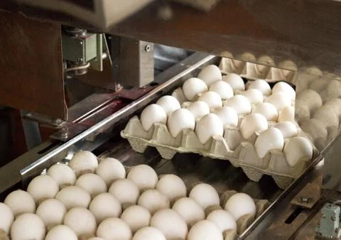 Production for sorting chicken eggs, the process of selection of chicken eggs Photos