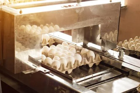 Production for sorting chicken eggs, the process of selection of chicken eggs Stock Photos