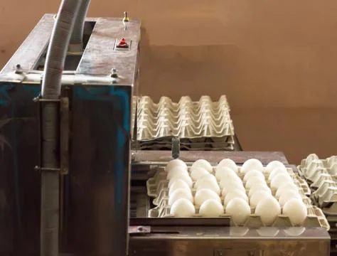Production for sorting chicken eggs, the process of selection of chicken eggs Stock-Fotos