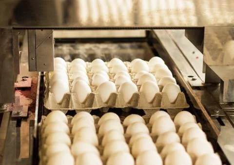 Production for sorting chicken eggs, the process of selection of chicken eggs Foto stock