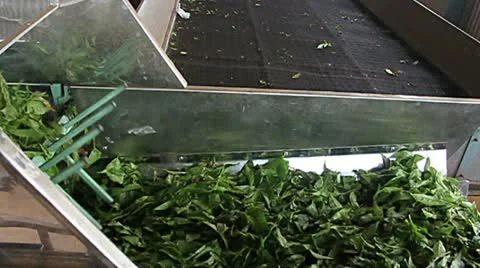 Production of tea 動画素材 10943877