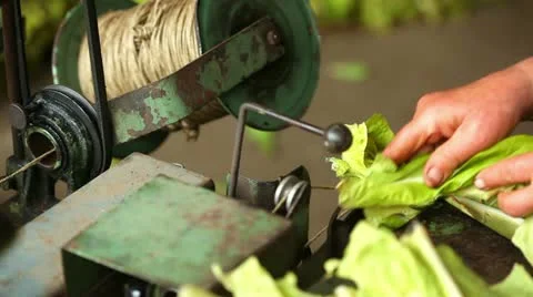 Production of tobacco cigars Stock Footage 24672274