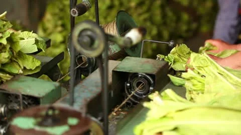 Production of tobacco cigars Stock Footage 24672402