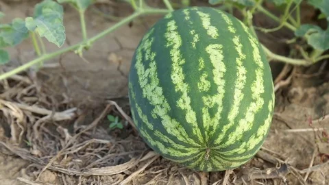 Production of watermelon Stock-Footage 74911670