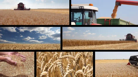 Production of wheat, collage Stock Footage 24624799