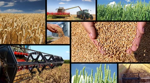 Production of wheat, collage Stock Footage 35489206