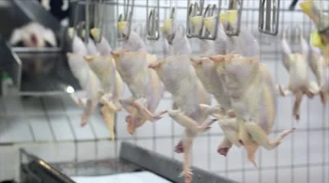 Production of white meat Stock Footage 24638810
