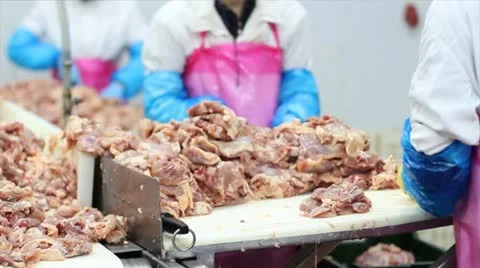 Production of white meat Stock Footage 24638859