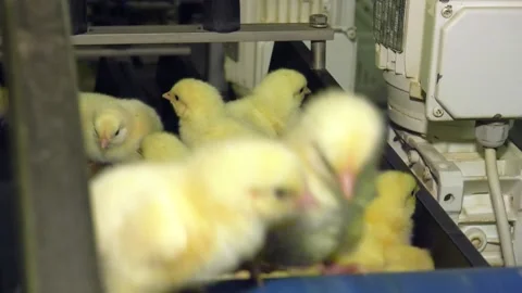 Production of white meat. Hatching chicks are moved along a conveyor belt Video stock 103421524