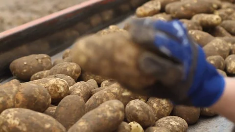 Production Workers Inspecting Fresh Potatoes in Facility Stock Footage 123393785