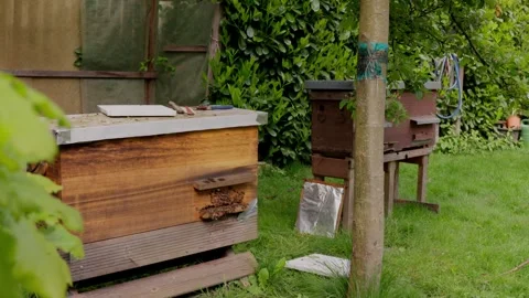 Profession, knowledge of bee biology, hive management techniques. Slow-mo Stock Footage 276165409
