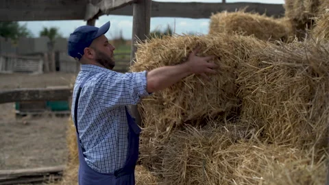 Professional agronomist tacking hay stack on golden cropping season countryside Vídeos de archivo 209242270