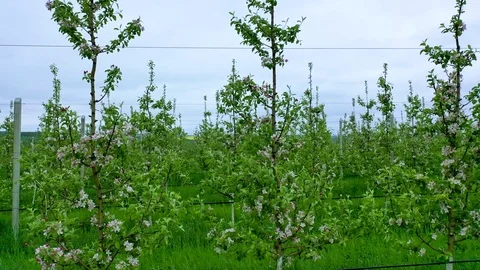 A professional apple orchard in full bloom on a beautiful sunny summer day with Stock Footage 126665320