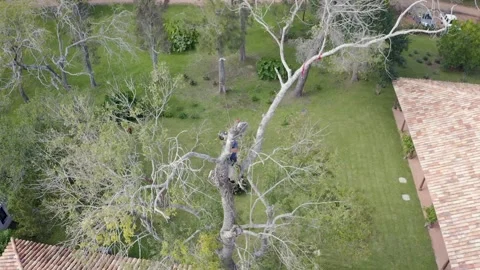 Professional arborist with chainsaw in a tree pruning 30 Video stock 160491129