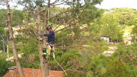 Professional arborist cimbing with chainsaw in a tree in town 19 Video stock 160569159