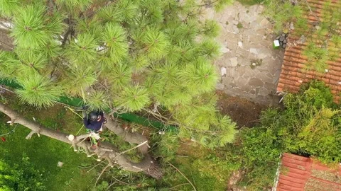 Professional arborist cimbing with chainsaw in a tree in town 20 Video stock 160569342