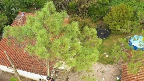 Professional arborist cimbing with chainsaw in a tree in town 3 Video stock 160569463