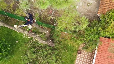 Professional arborist cimbing with chainsaw in a tree in town 17 Video stock 160569767